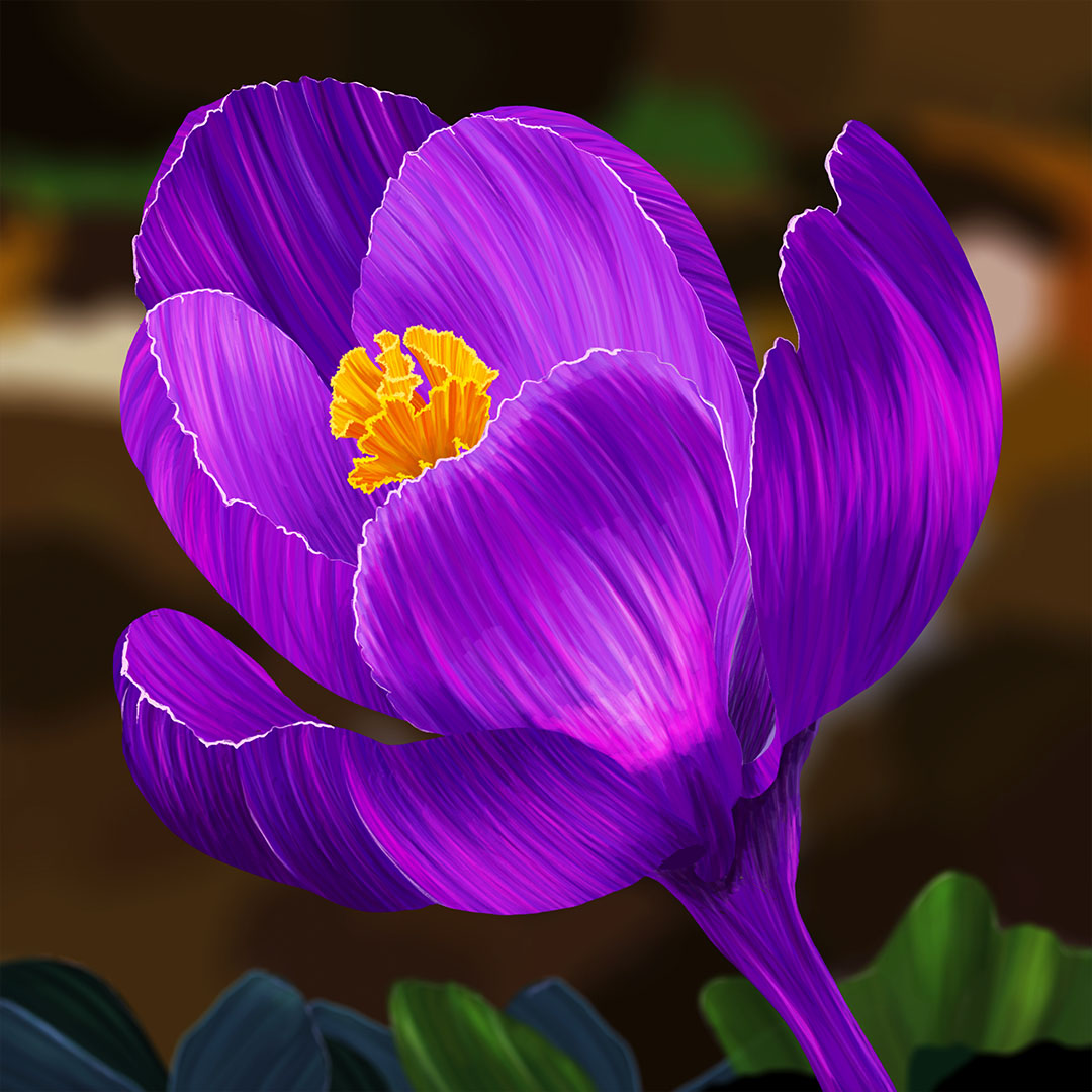 The crocus flower has purple petals with bright yellow anthers. The background is simple and blurred; to not distract from the flower.