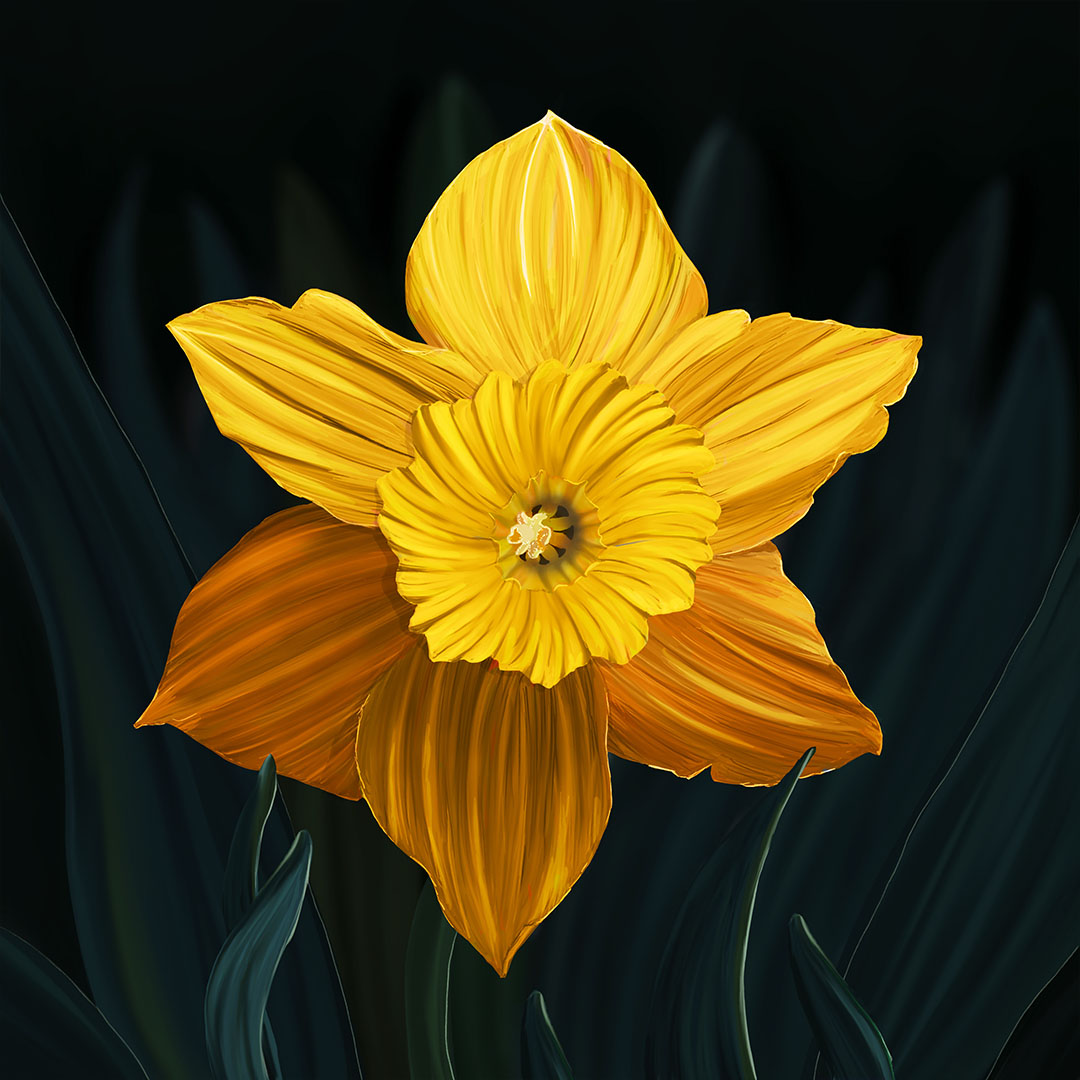 The daffodil digital painting depicts a beautiful yellow flower set against a dark background with dark green leaves.