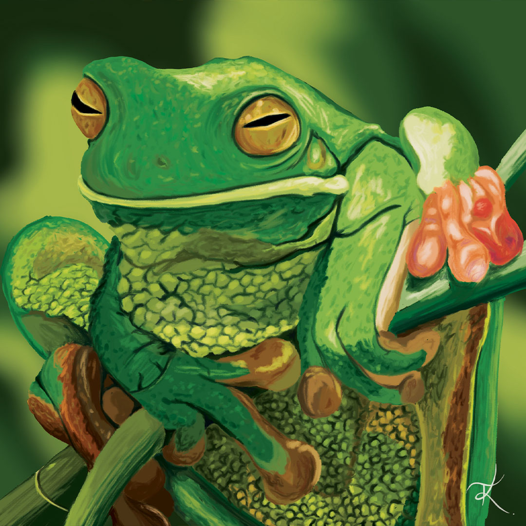 A little frog is sitting on a branch. The frog's skin color has various green and brown tones.