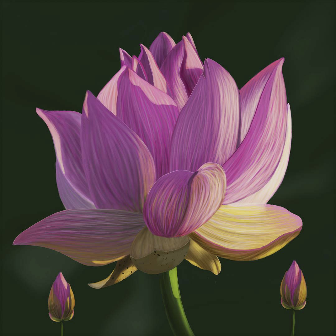 A pink lotus flower with two small buds.