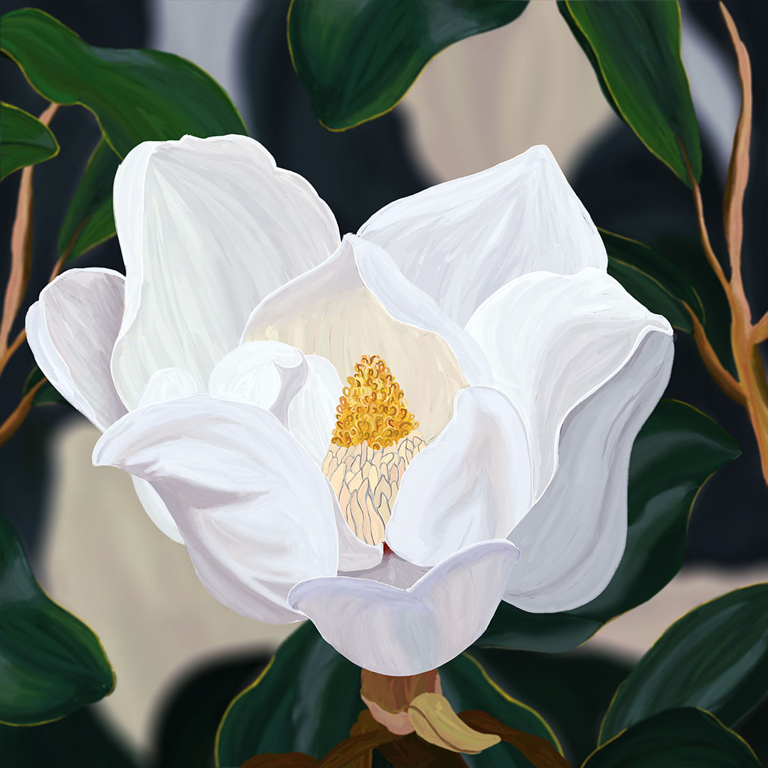 A white Magnolia flower in full bloom.