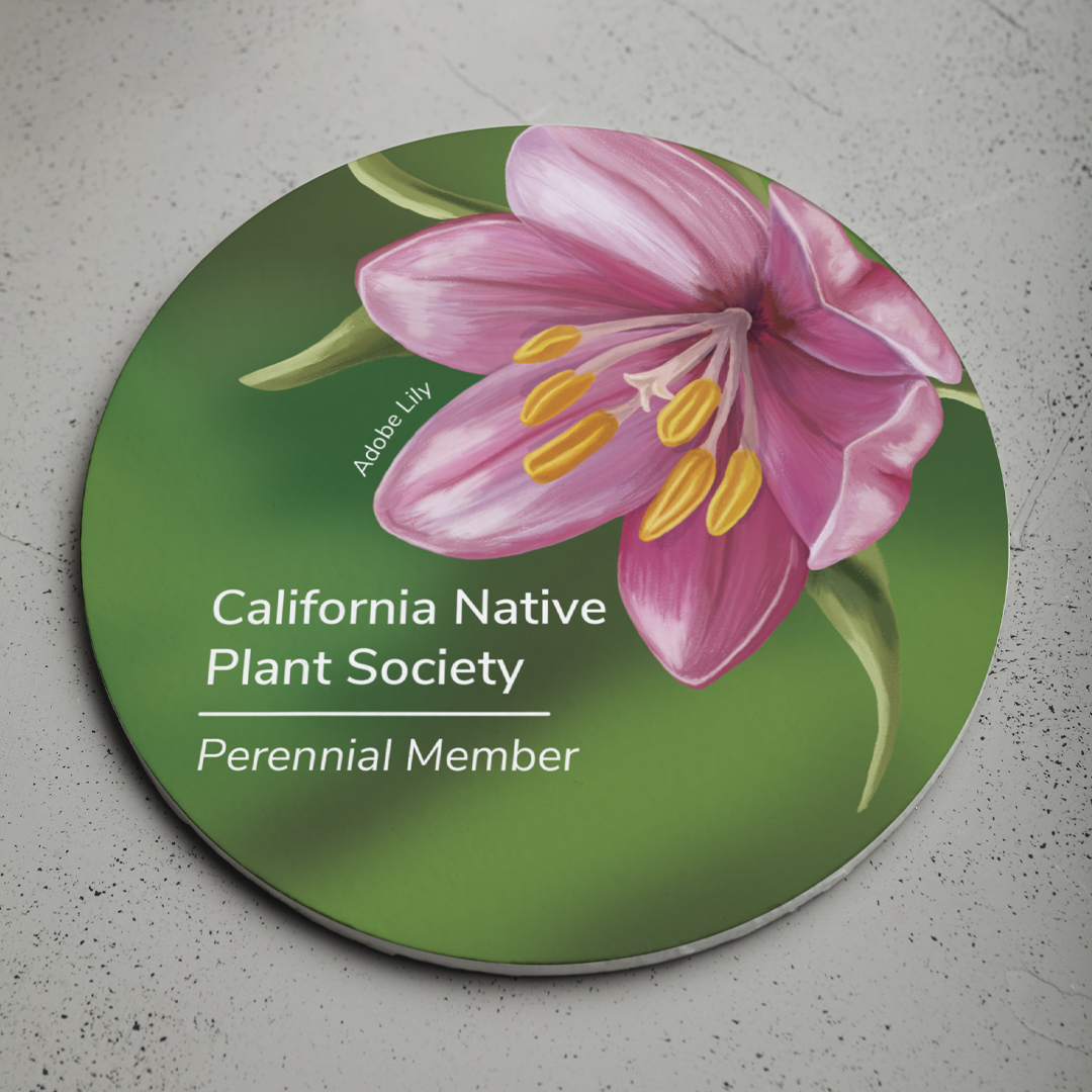 A coaster that I created for the California Native Plant Society. It features an Adobe Lily.