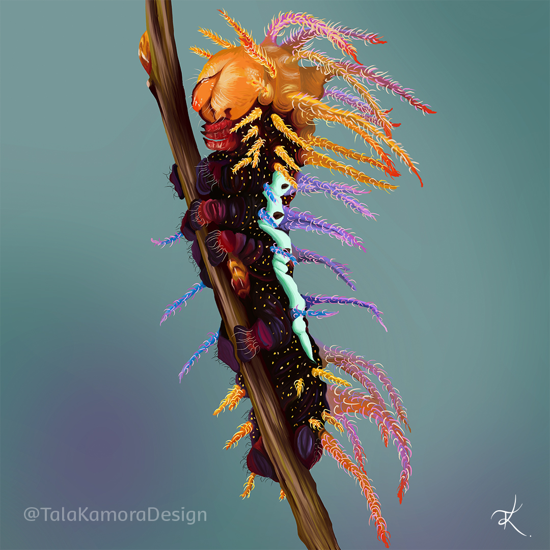 I finished my digital drawing of a Saturniidae Moth Caterpillar. They are very colorful insects. The head is orange, while the body is purple and red with yellow dots. There is a light green, almost turquoise color, down its back. It has several long feelers all down its body that range from orange, purple, blue, and pink.