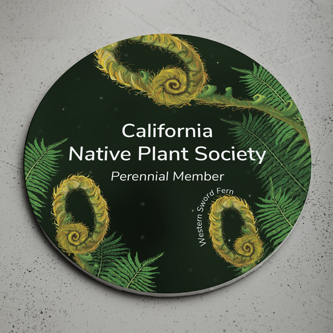 A coaster that I created for the California Native Plant Society. It features a Western Sword Fern.