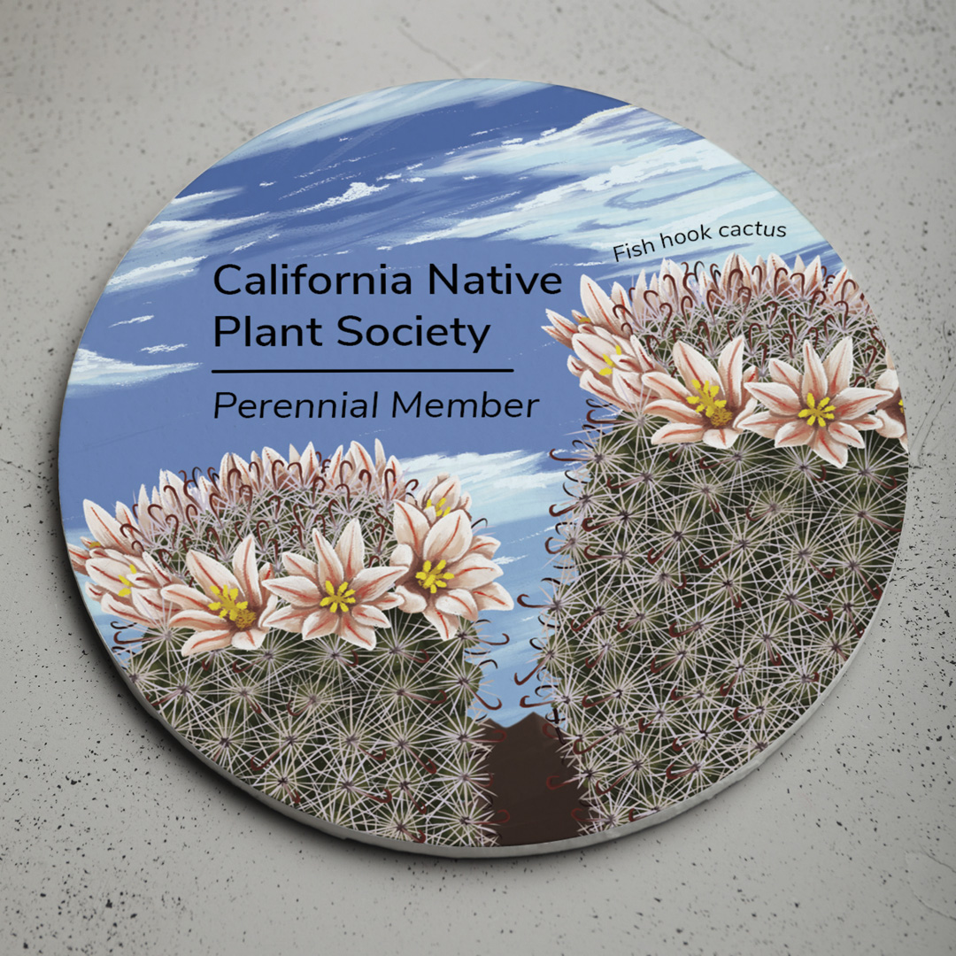 A coaster that I created for the California Native Plant Society. It features a fish hook cactus.