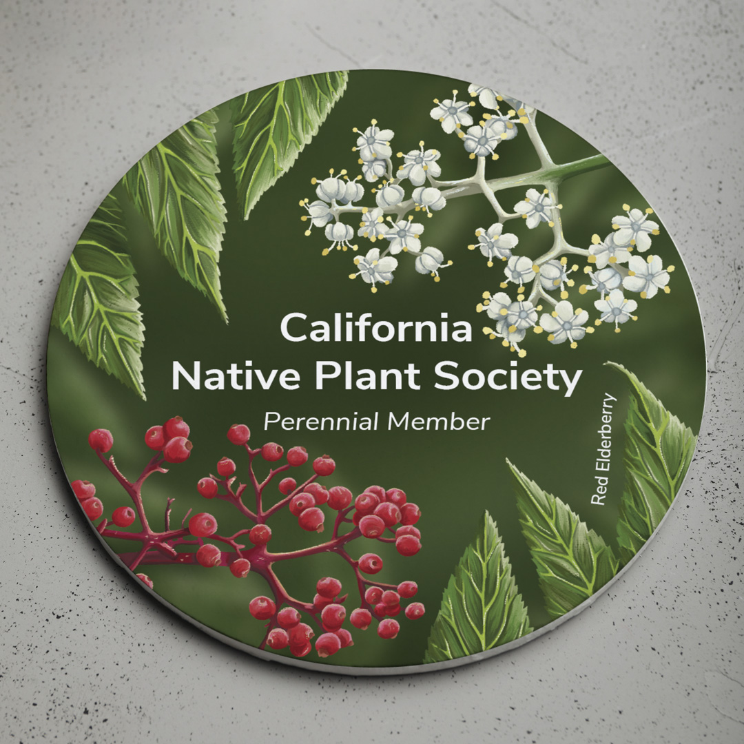 A coaster that I created for the California Native Plant Society. It features a Red Elderberry plant.